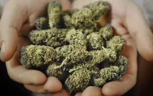 В Лискинском районе полицейскими задержан подозреваемый в незаконном хранении марихуаны