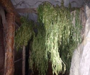 В Лискинском районе полицейские изъяли у местного жителя более полутора килограммов марихуаны