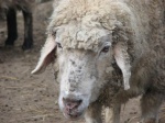В Лискинском районе установлен подозреваемый в краже домашних животных