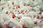 Жители Лискинского района задыхаются от гари