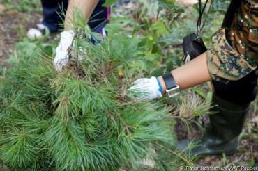 В Давыдовке прошел день посадки Леса