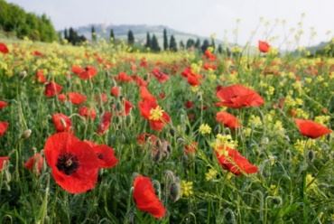 Житель Лискинского района приговорен к лишению свободы